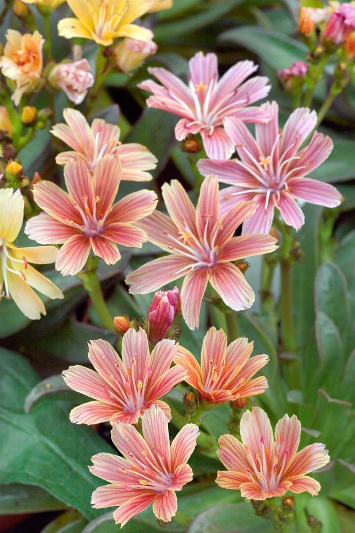 Lewisia longipetala ‚Little Plum‘, rosa Blüten, ca. 9×9 cm Topf | 04063654302865