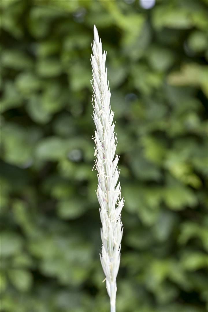 Leymus arenarius 'Blue Dune', Strandhafer, blau-grau, ca. 9x9 cm Topf - Bild 1