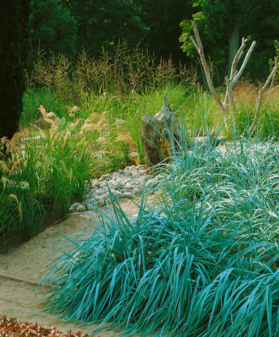 Leymus arenarius, Strandroggen, blaugr&uuml;n, ca. 9x9 cm Topf - Bild 1