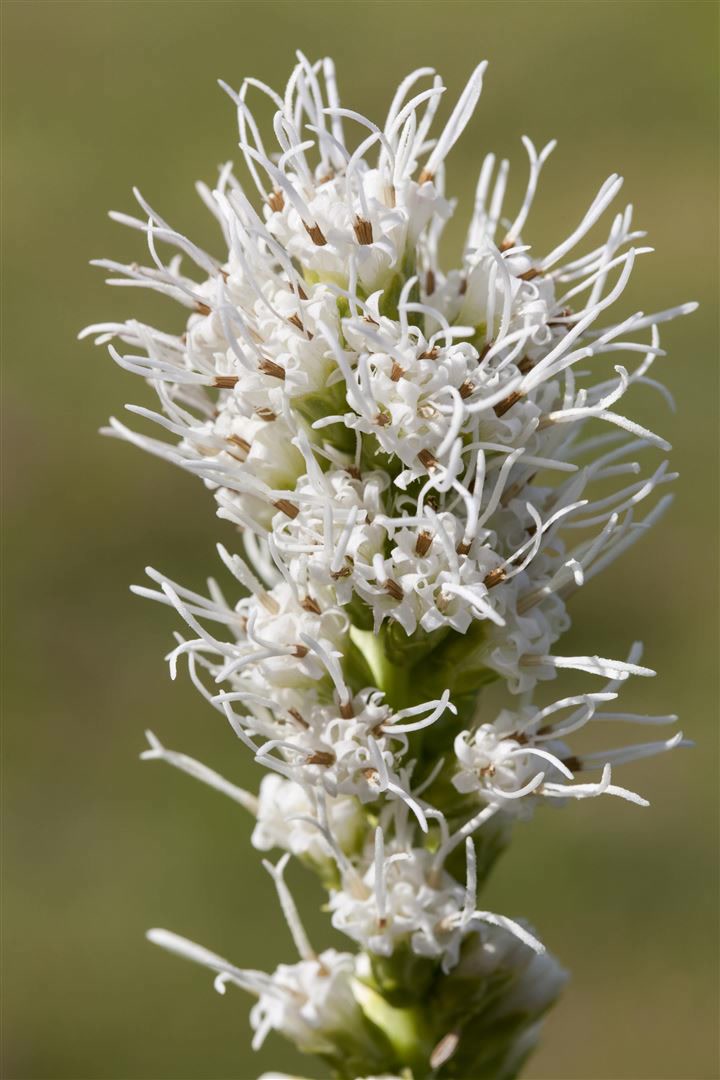 Liatris spicata 'Alba', Prachtscharte, wei&szlig;, ca. 9x9 cm Topf - Bild 1