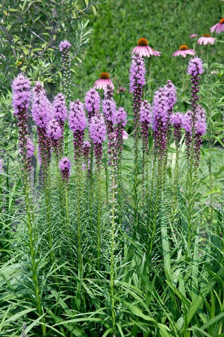 Liatris spicata 'Floristan Violett', Prachtscharte, violett, ca. 9x9 cm Topf - Bild 1