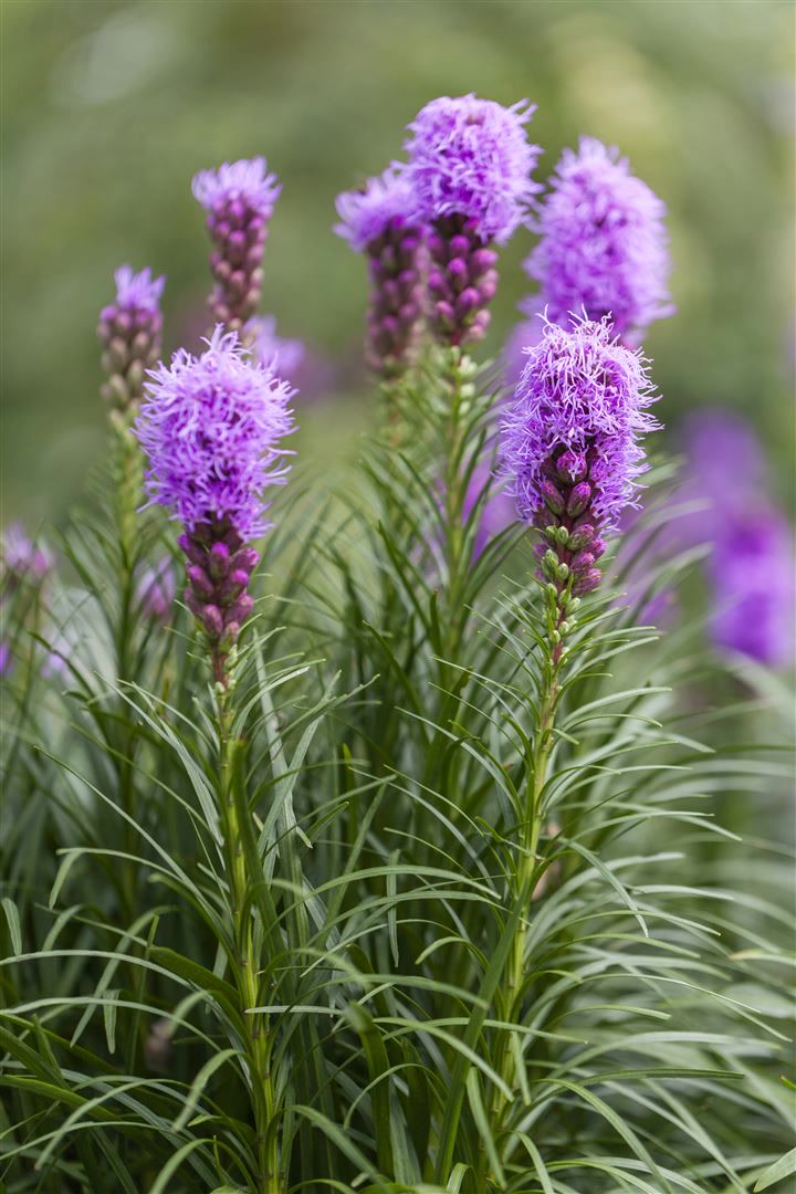 Liatris spicata 'Kobold', Prachtscharte, violett, ca. 9x9 cm Topf - Bild 1