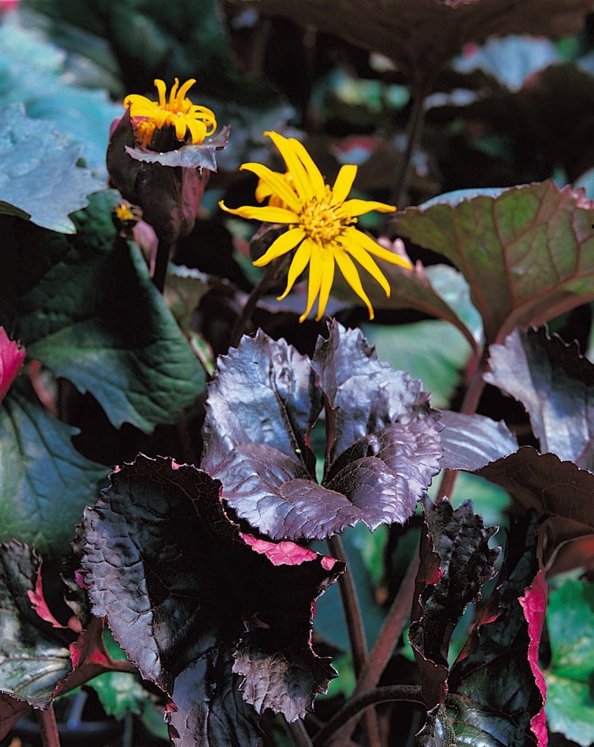 Ligularia dentata, dunkellaubig, ca. 9x9 cm Topf - Bild 1