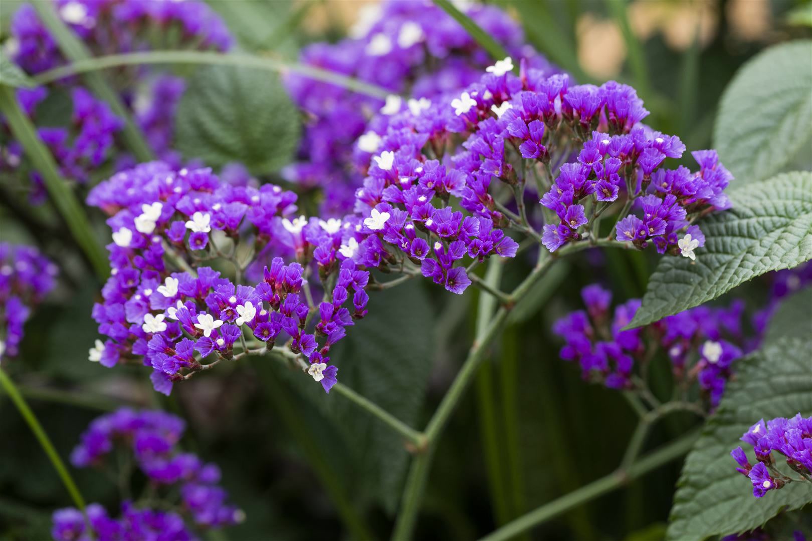 Limonium latifolium, Meerlavendel, blauviolett, ca. 9x9 cm Topf - Bild 1