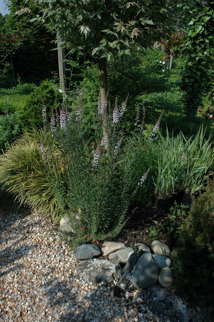 Linaria purpurea, Purpur-Leinkraut, ca. 9x9 cm Topf, zierlich - Bild 1