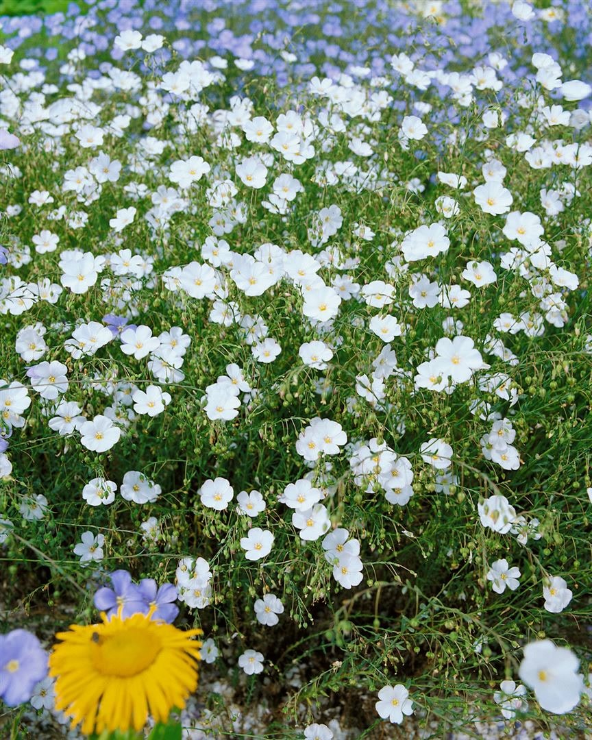 Linum perenne 'Album', Staudenlein, wei&szlig;, ca. 9x9 cm Topf - Bild 1