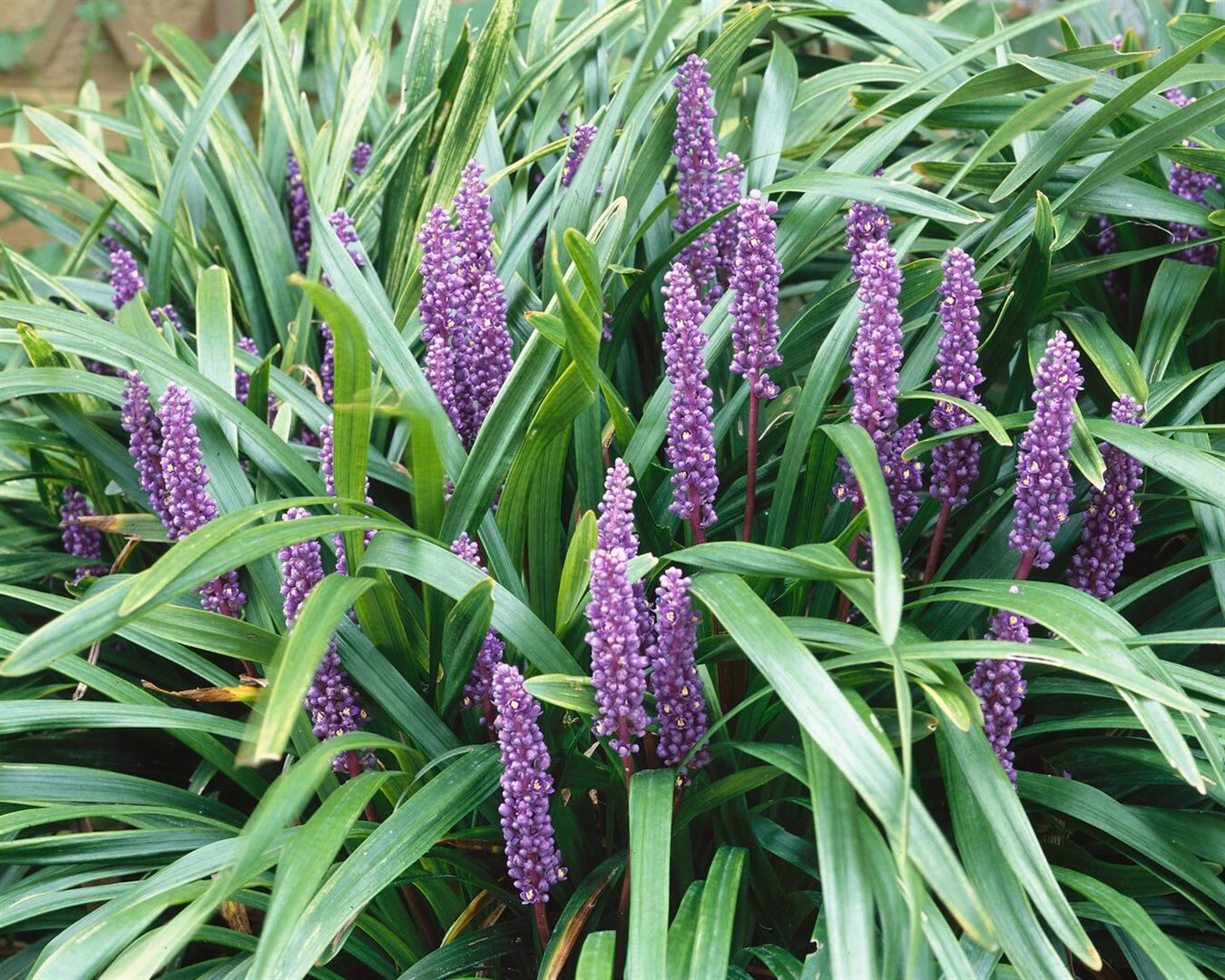 Liriope muscari ‚Ingwersen‘, Lilientraube, immergrün, ca. 9×9 cm Topf | 04063654303190