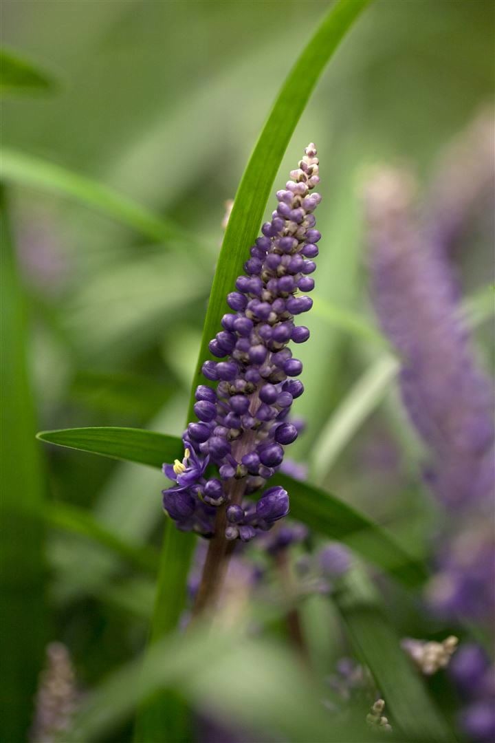 Liriope muscari 'Royal Purple', lilafarben, ca. 9x9 cm Topf - Bild 1