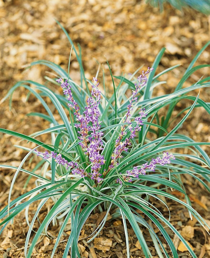 Liriope spicata, Lilientraube, immergrün, ca. 9×9 cm Topf | 04063654303220