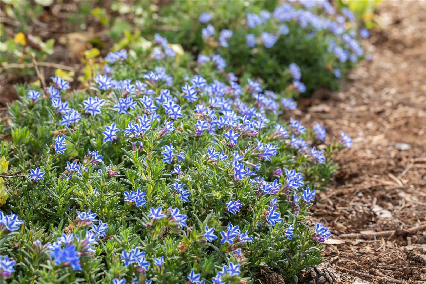 Lithodora diffusa 'Star', Himmelsherold, blau-wei&szlig;, ca. 9x9 cm Topf - Bild 1