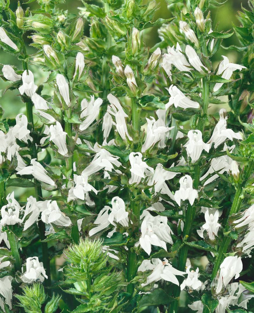 Lobelia siphilitica 'Alba', wei&szlig;e Lobelie, ca. 9x9 cm Topf - Bild 1
