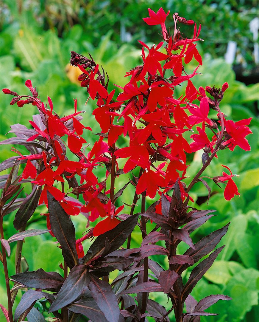 Lobelia splendens 'Elmfeuer', leuchtend rot, ca. 9x9 cm Topf - Bild 1