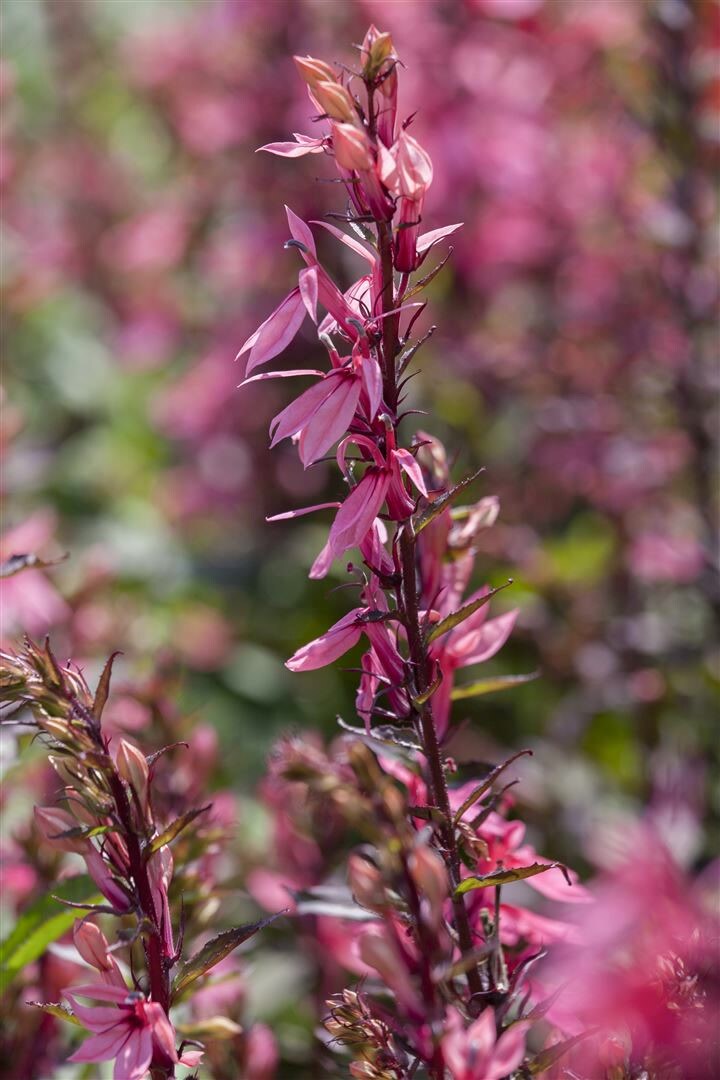 Lobelia x speciosa ‚Fan-Lachs‘, lachsfarben, ca. 9×9 cm Topf | 04063654303336