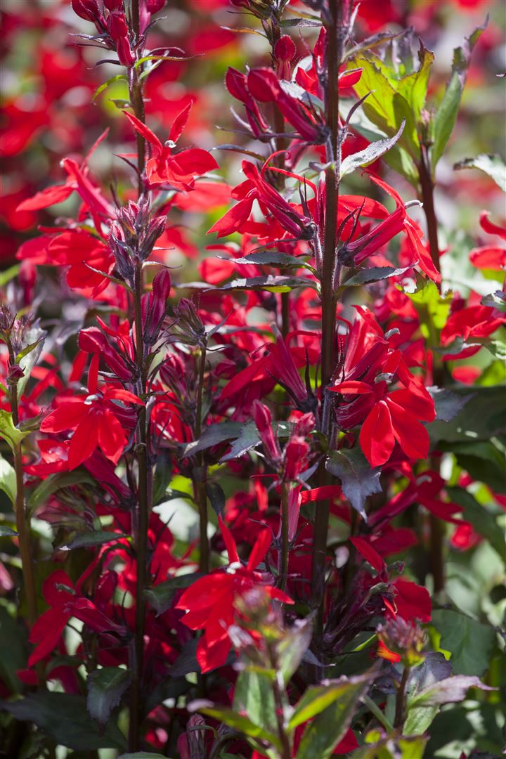 Lobelia x speciosa 'Fan-Scharlach', scharlachrot, ca. 9x9 cm Topf - Bild 1