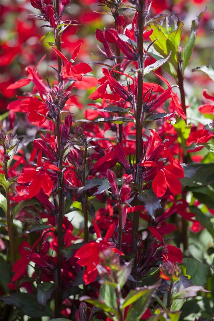 Lobelia x speciosa ‚Fan-Scharlach‘, scharlachrot, ca. 9×9 cm Topf | 04063654303343