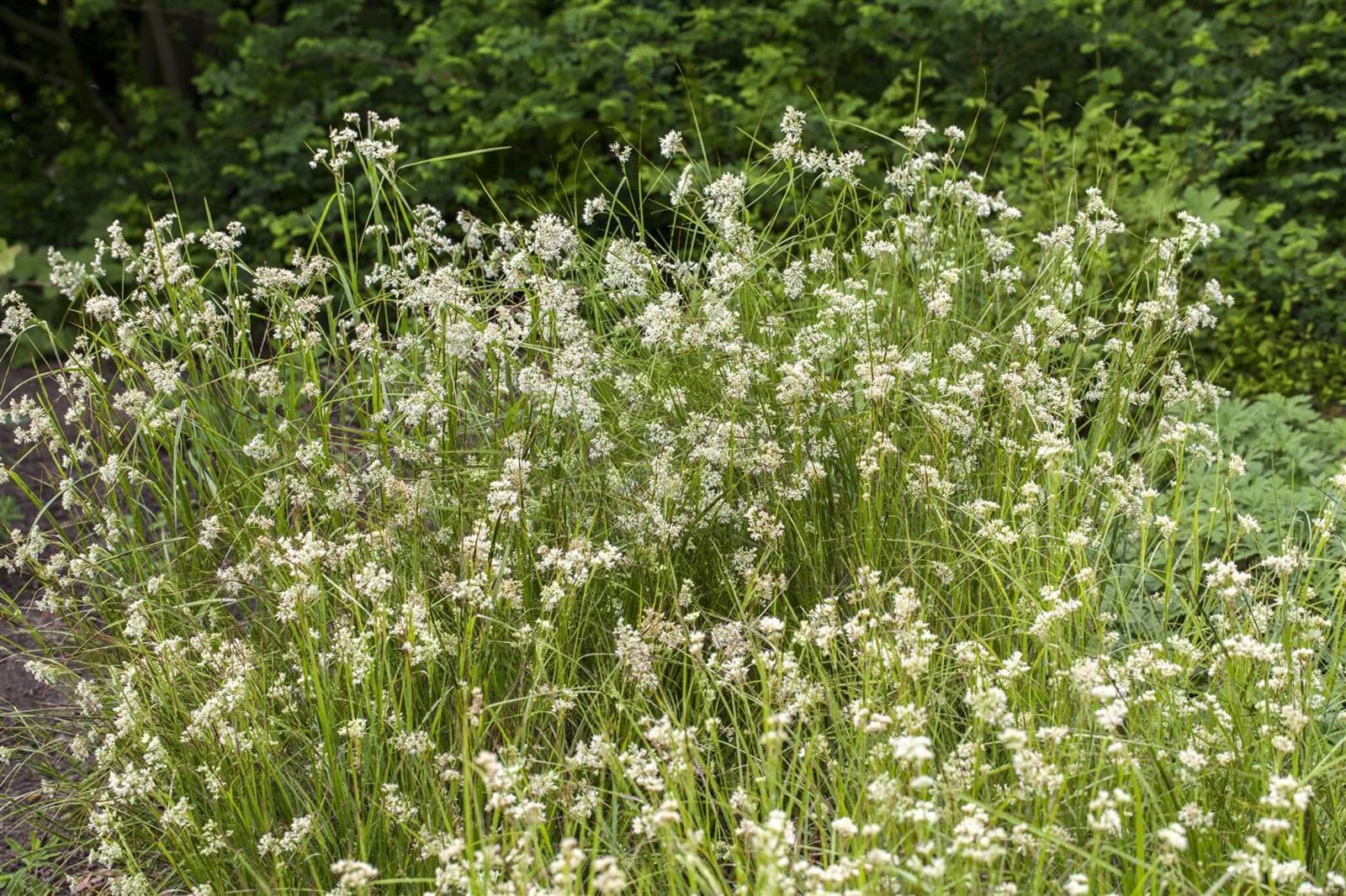 Luzula nivea, Schneemarbel, ca. 9x9 cm Topf - Bild 1