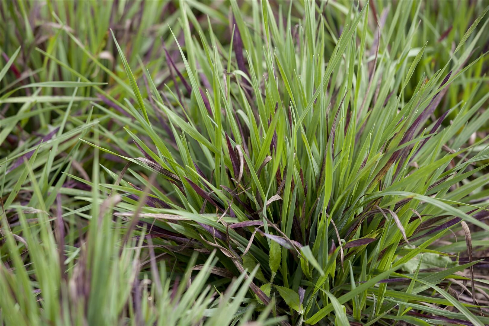 Luzula pilosa ‚Igel‘, Waldmarbel, ca. 9×9 cm Topf | 04063654258506