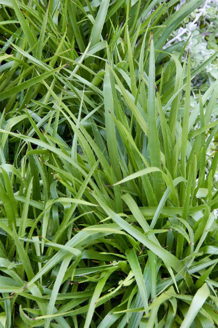 Luzula sylvatica 'Tauernpass', Waldmarbel, ca. 9x9 cm Topf - Bild 1