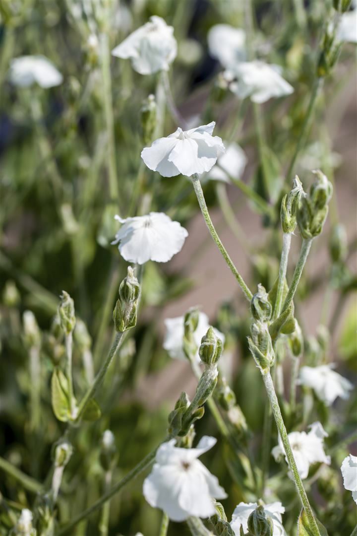 Lychnis coronaria 'Alba', Lichtnelke, wei&szlig;, ca. 9x9 cm Topf - Bild 1