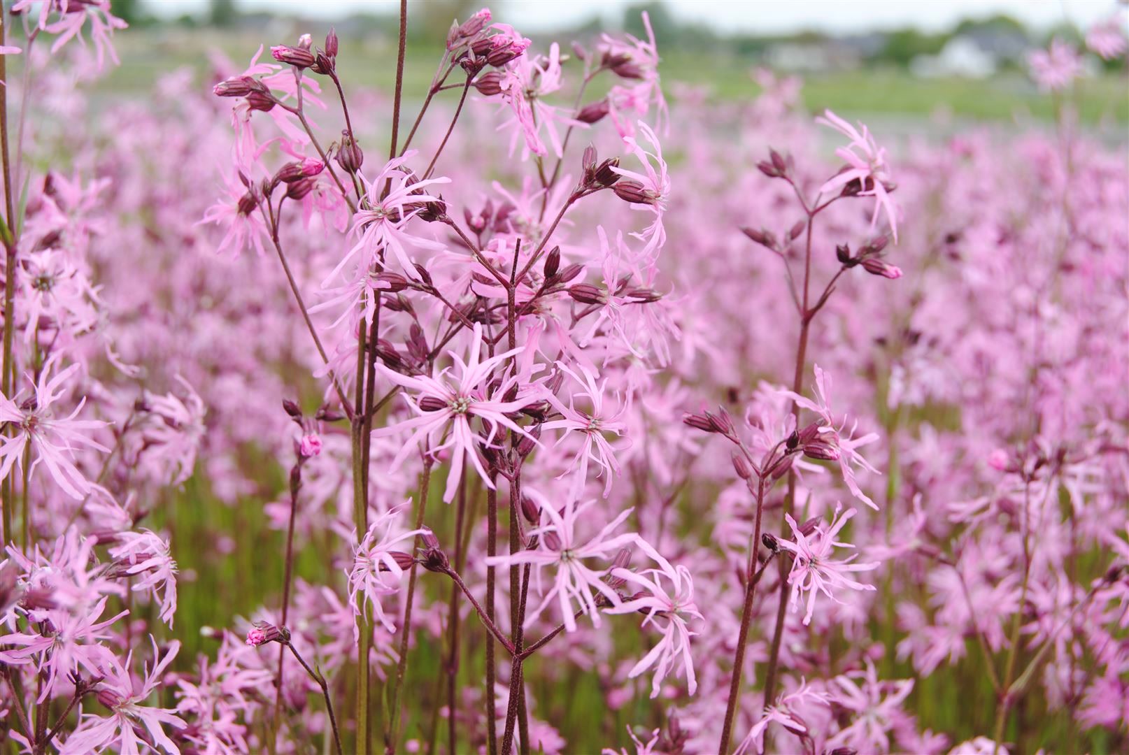 Lychnis flos-cuculi, Kuckuckslichtnelke, rosa, ca. 9x9 cm Topf - Bild 1
