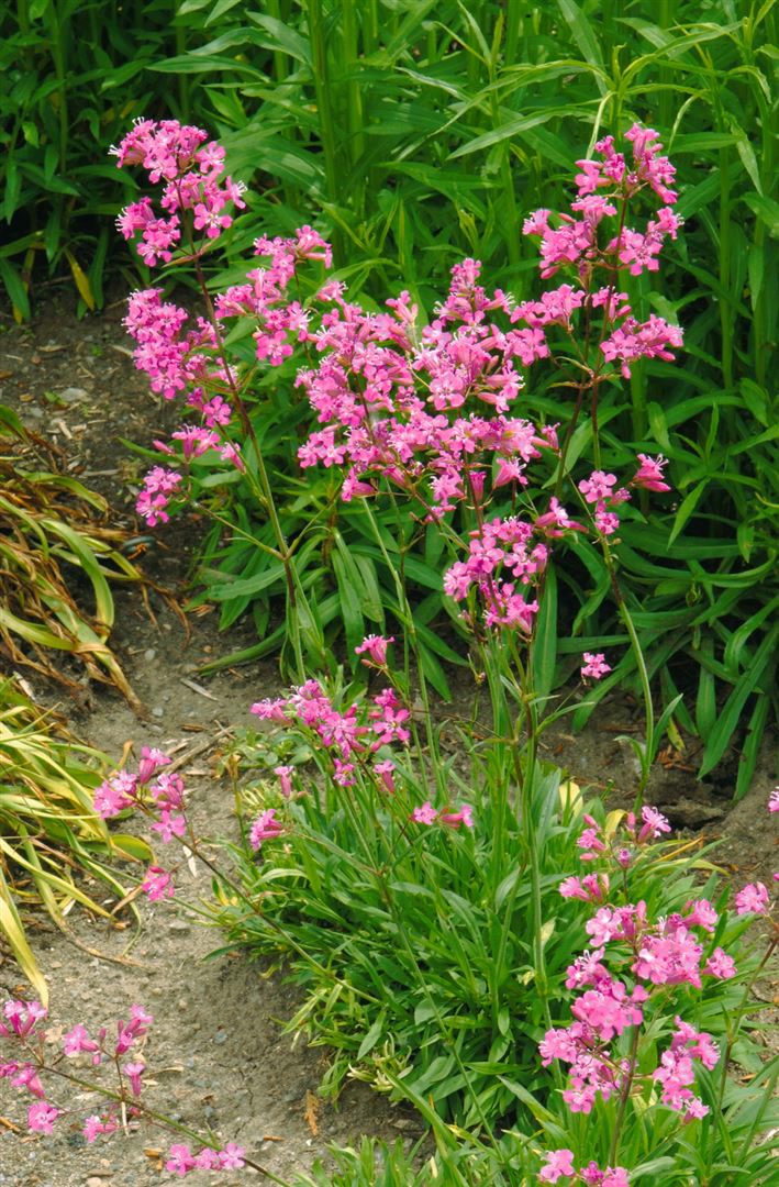 Lychnis viscaria 'Feuer', Pechnelke, leuchtend rot, ca. 9x9 cm Topf - Bild 1