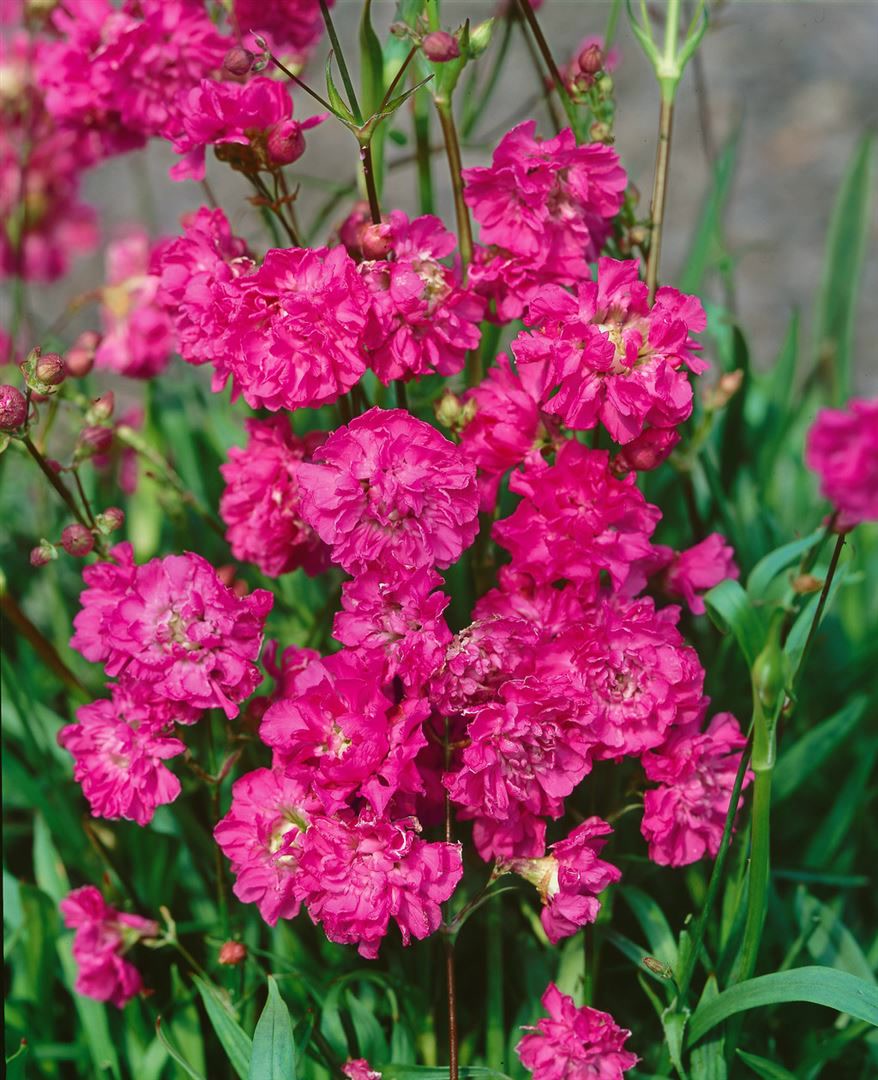 Lychnis viscaria 'Plena', Kuckuckslichtnelke, gef&uuml;llt, ca. 9x9 cm Topf - Bild 1