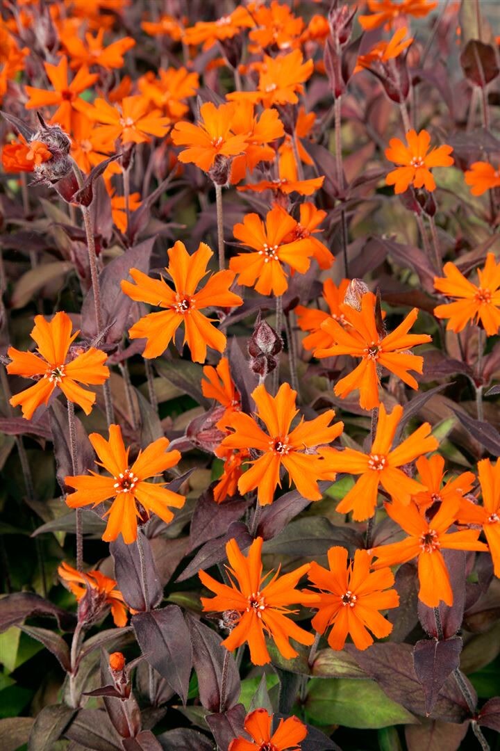 Lychnis x arkwrightii ‚Orange Zwerg‘, leuchtend orange, ca. 9×9 cm Topf | 04063654303640