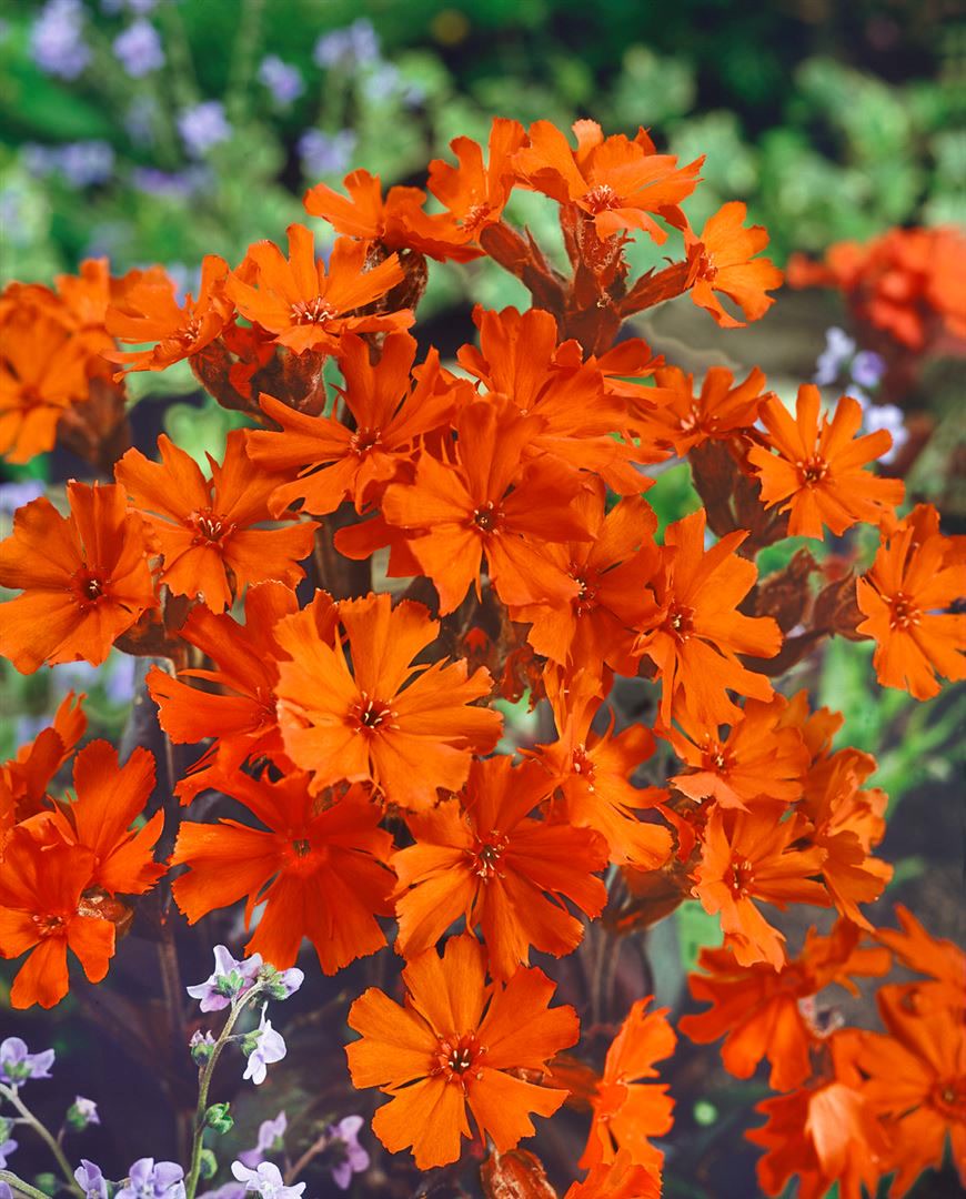 Lychnis x arkwrightii 'Vesuvius', leuchtend orange, ca. 9x9 cm Topf - Bild 1