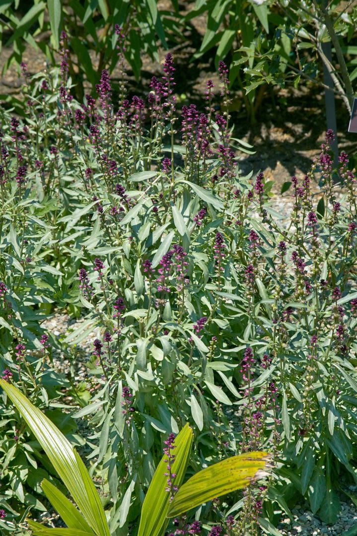 Lysimachia atropurpurea, Purpur-Felberich, ca. 9x9 cm Topf - Bild 1