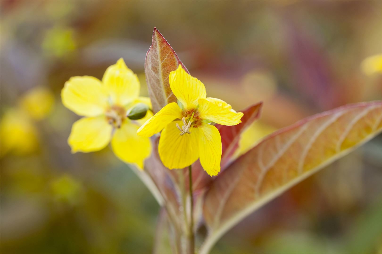 Lysimachia ciliata 'Firecracker', Goldfelberich, dunkelrot, ca. 9x9 cm Topf - Bild 1