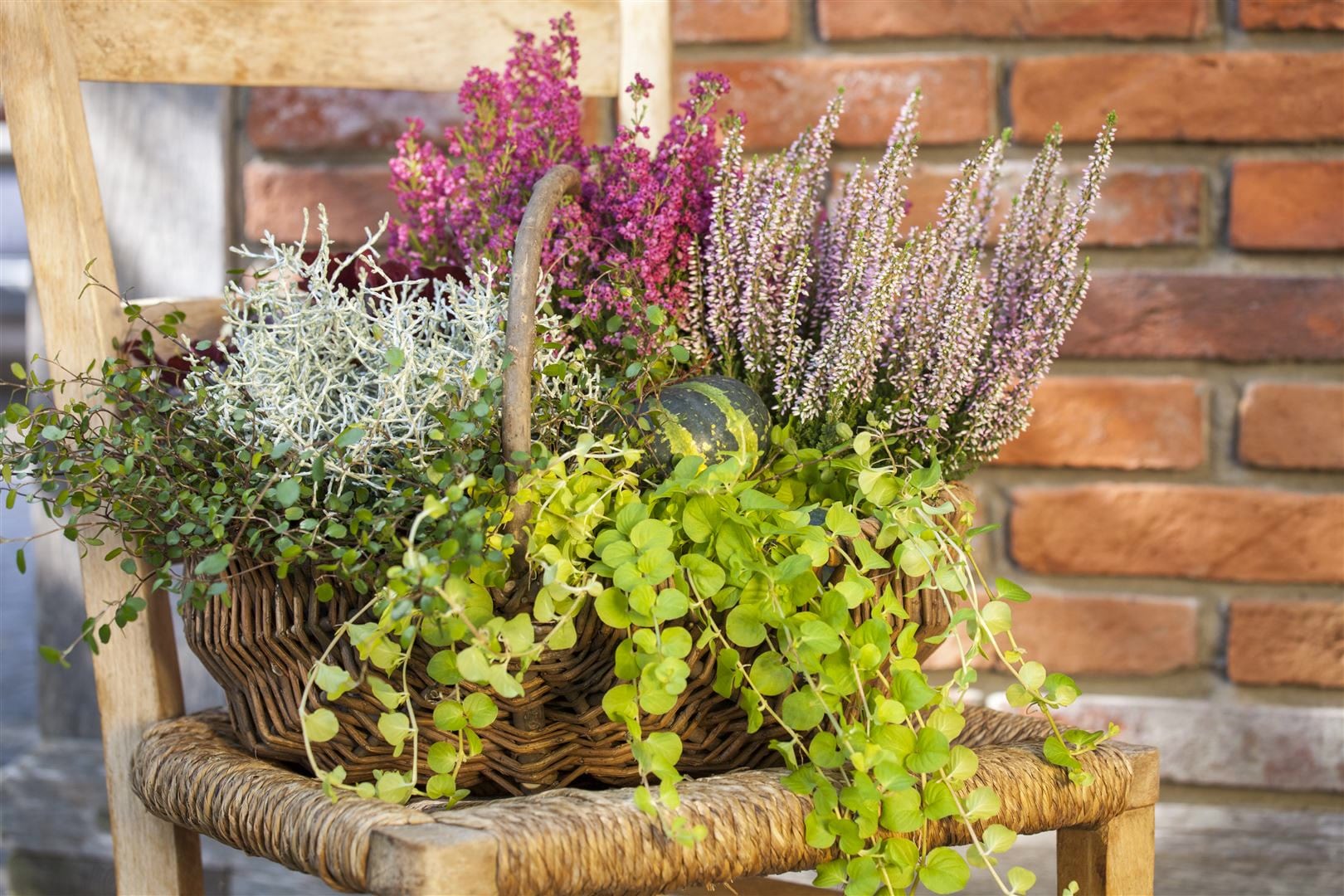 Lysimachia nummularia, Pfennigkraut, ca. 9x9 cm Topf - Bild 1