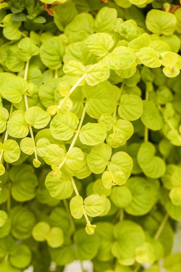 Lysimachia nummularia 'Goldilocks', Pfennigkraut, goldgelb, ca. 9x9 cm Topf - Bild 1