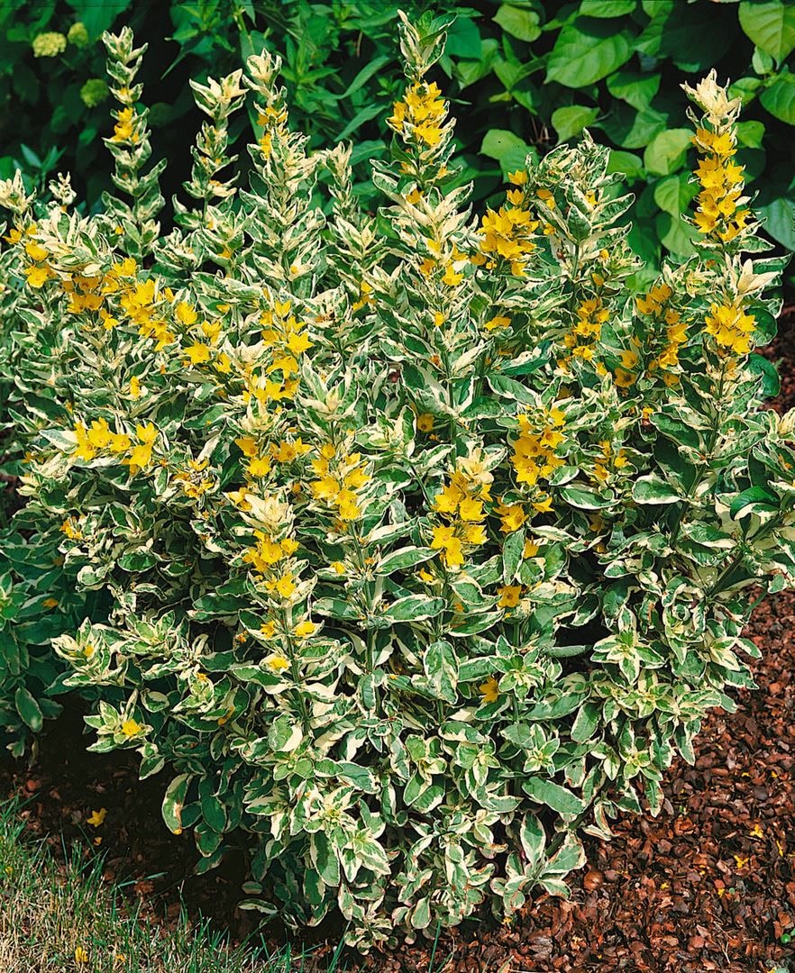 Lysimachia punctata 'Alexander', Goldfelberich, buntlaubig, ca. 9x9 cm Topf - Bild 1