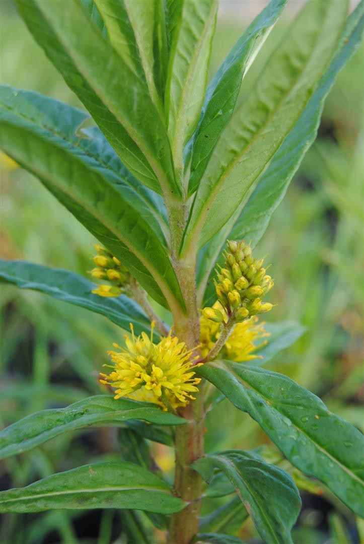 Lysimachia thyrsiflora, Gilbweiderich, gelb, ca. 9x9 cm Topf - Bild 1