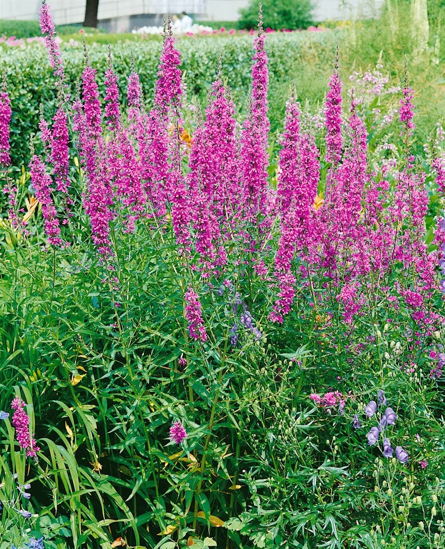 Lythrum virgatum 'Dropmore Purple', Blutweiderich, purpur, ca. 9x9 cm Topf - Bild 1