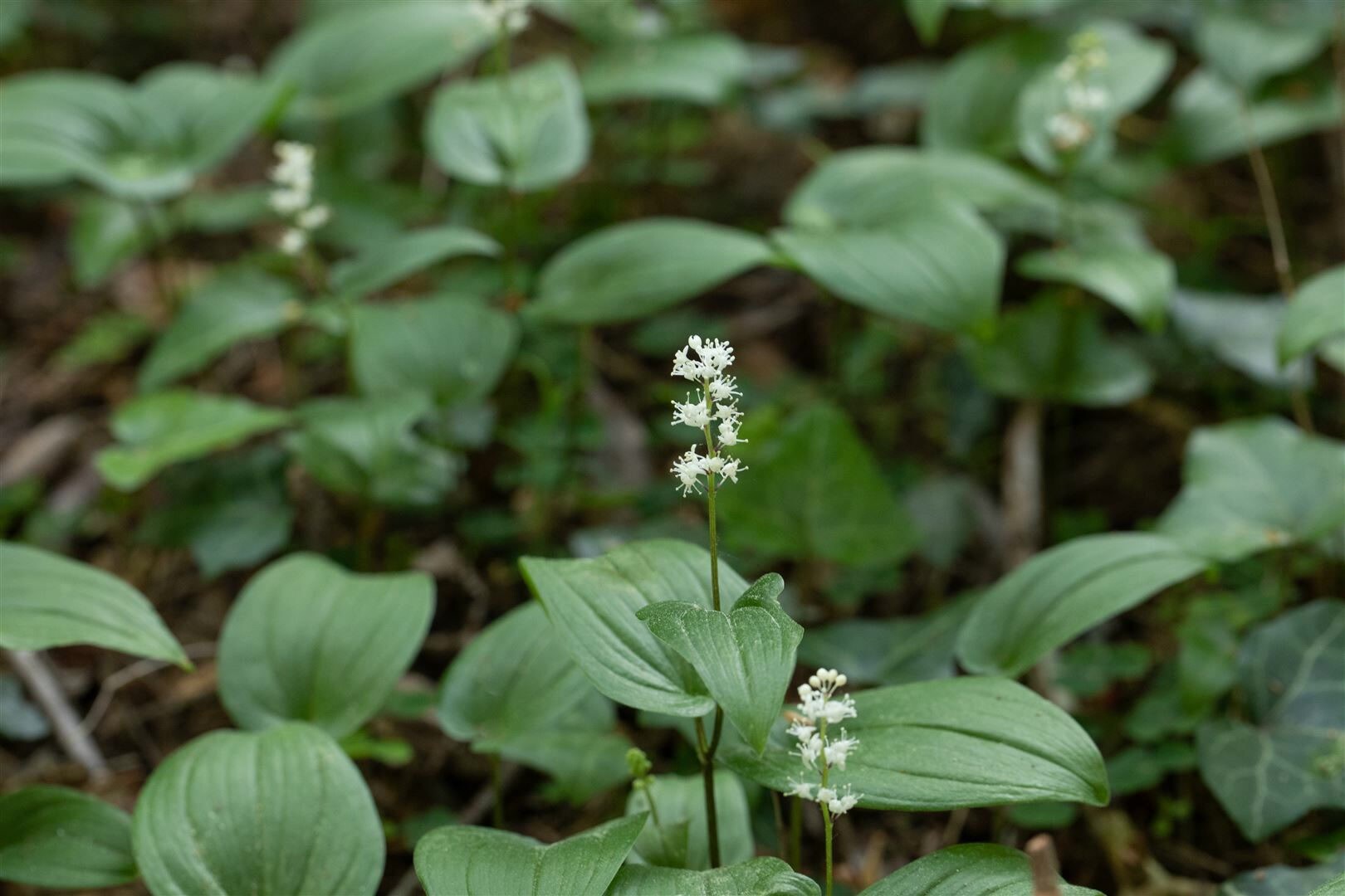 Maianthemum bifolium, Zweiblättriges Schattenblümchen, ca. 9×9 cm Topf | 04063654303893