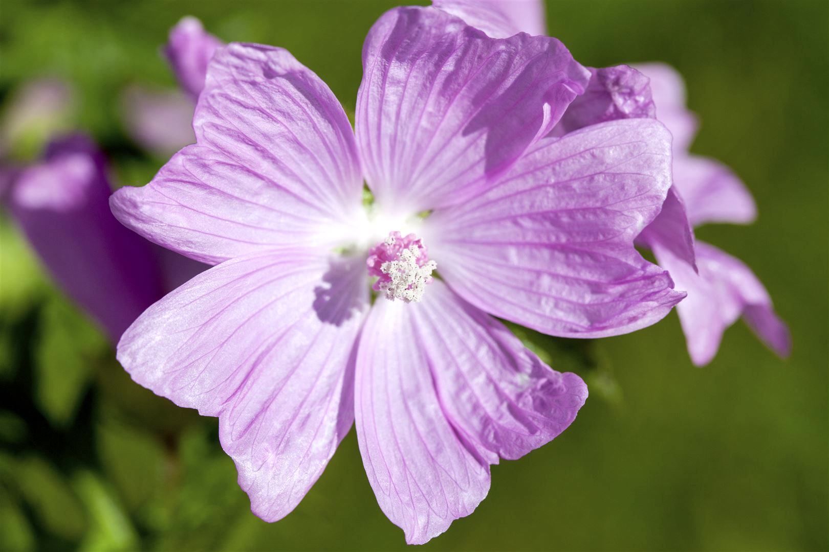 Malva moschata, Moschusmalve, rosa, ca. 9x9 cm Topf - Bild 1