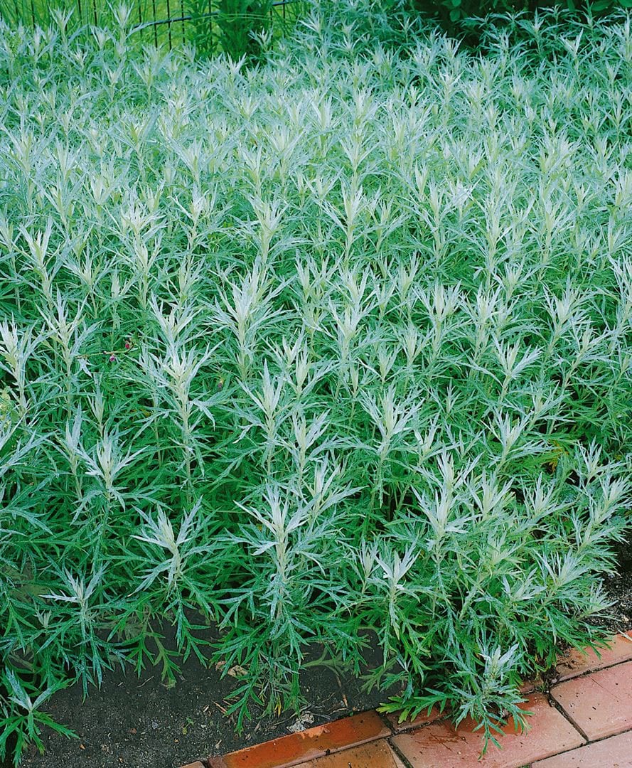 Marrubium vulgare, Andorn, ca. 9x9 cm Topf - Bild 1