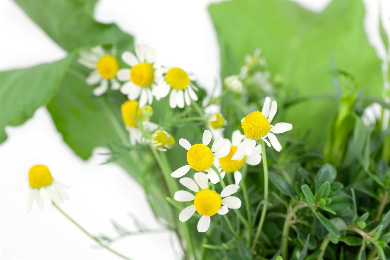 Matricaria recutita, Echte Kamille, ca. 9x9 cm Topf, aromatisch - Bild 1