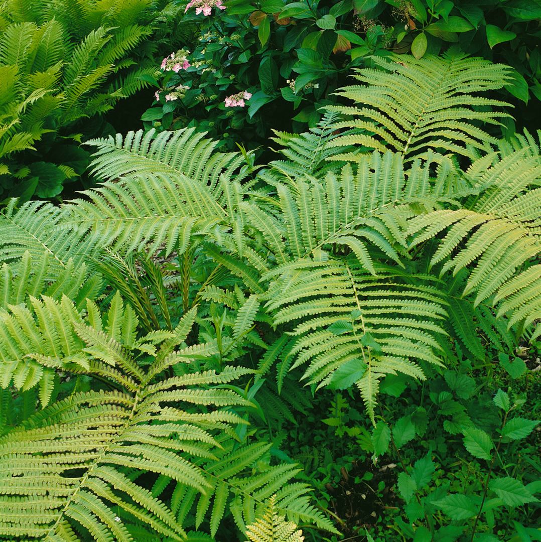 Matteuccia orientalis, Farn, ca. 9x9 cm Topf - Bild 1