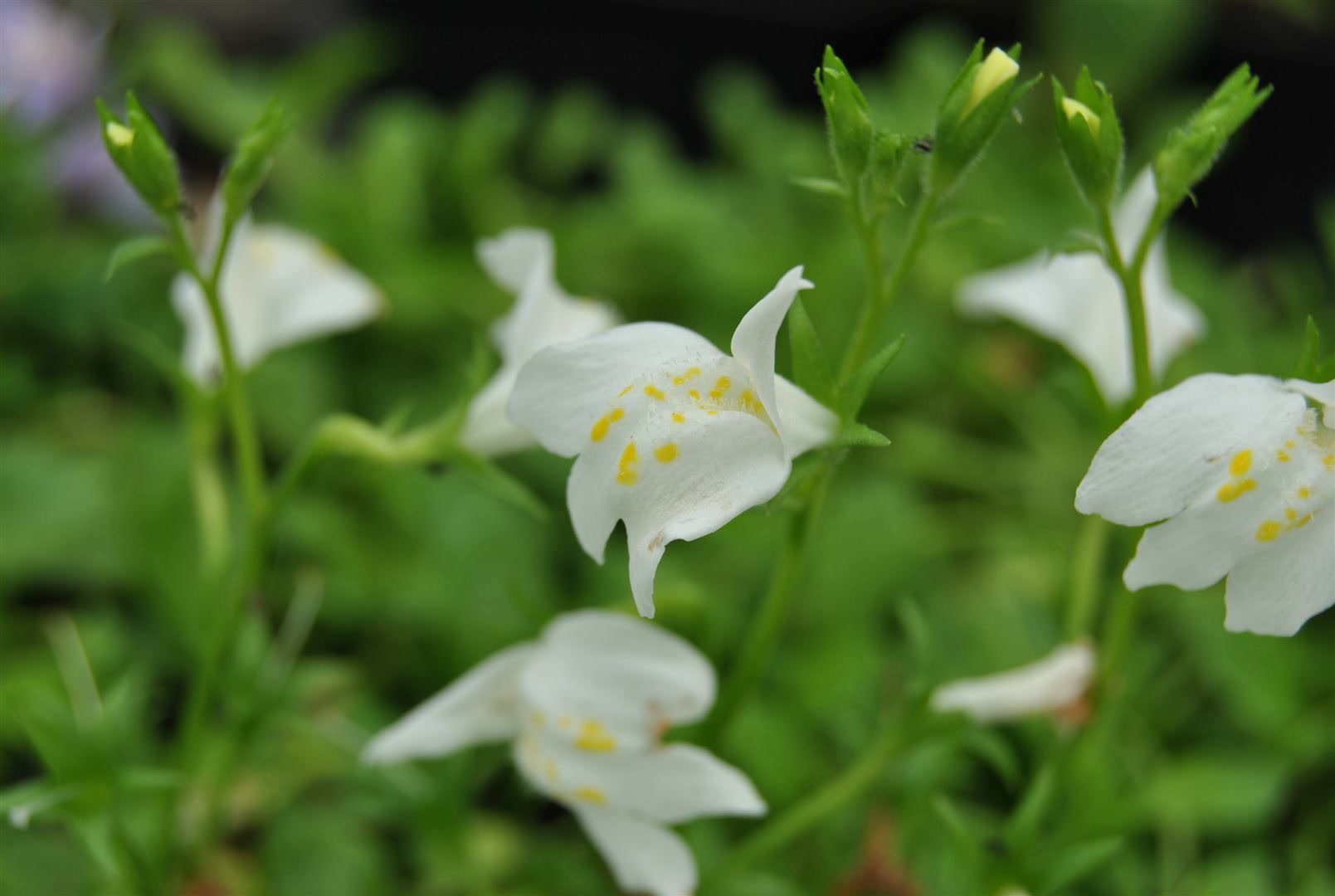 Mazus reptans 'Albus', Bodendecker, wei&szlig;, ca. 9x9 cm Topf - Bild 1