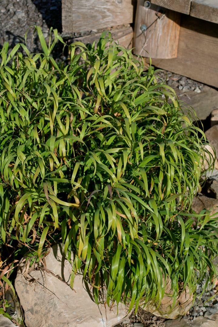 Melica altissima 'Atropurpurea', Ziergras, purpurrot, ca. 9x9 cm Topf - Bild 1