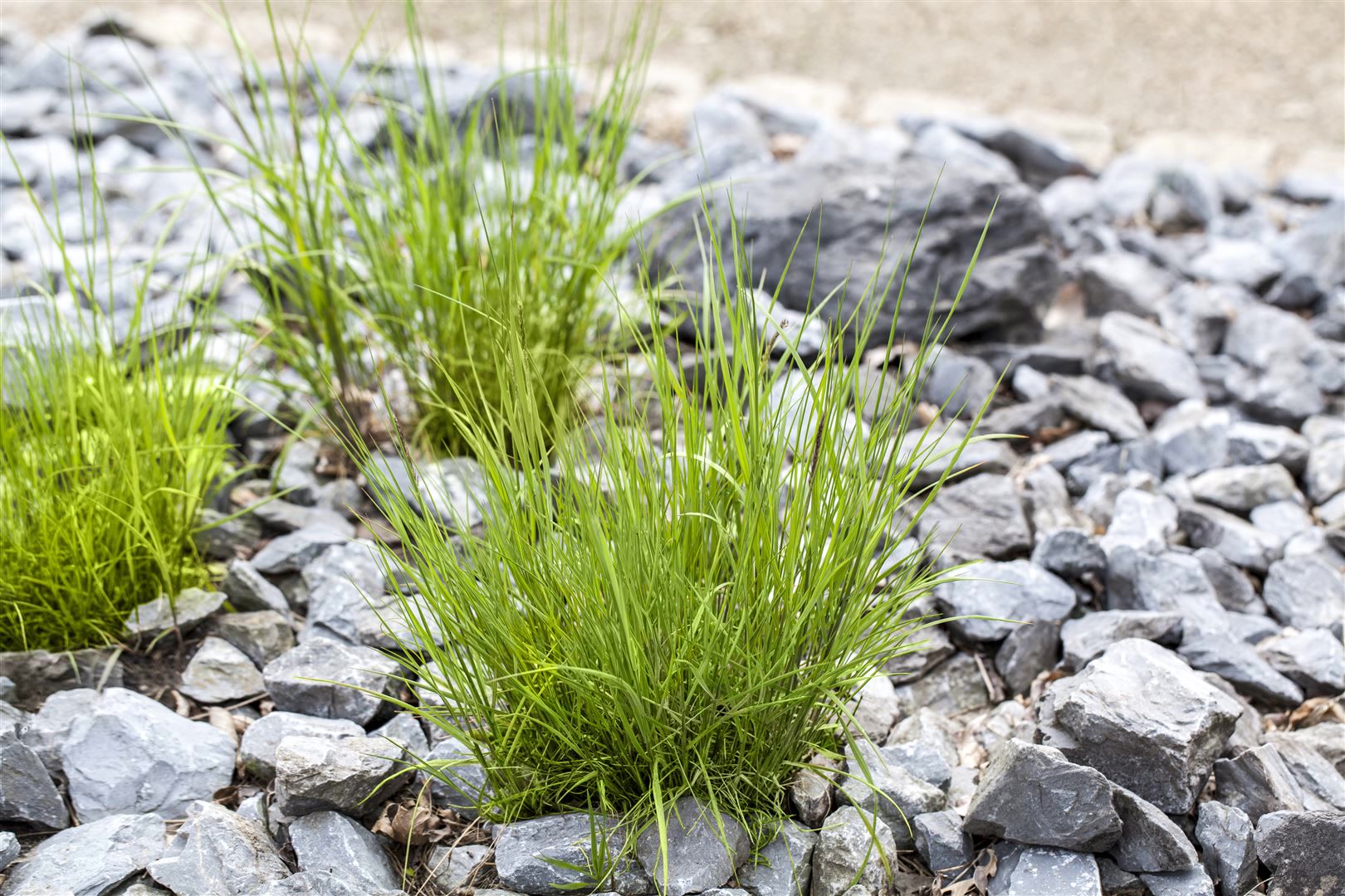 Melica ciliata, Perlgras, ca. 9x9 cm Topf, zierlich - Bild 1