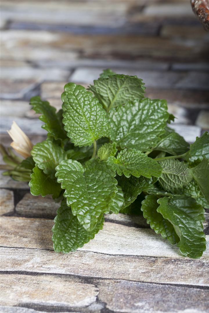 Melissa officinalis, Zitronenmelisse, aromatisch, ca. 9x9 cm Topf - Bild 1