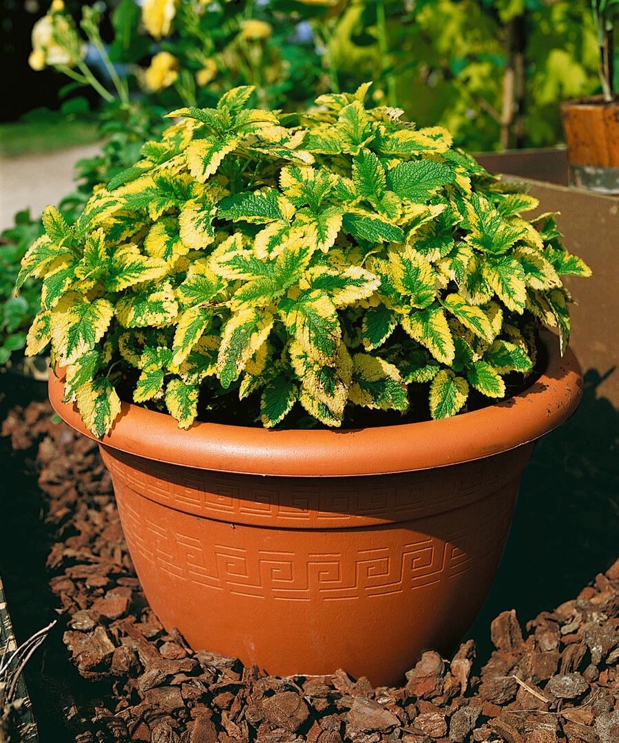 Melissa officinalis 'Aureovariegata', Zitronenmelisse, buntlaubig, ca. 9x9 cm Topf - Bild 1