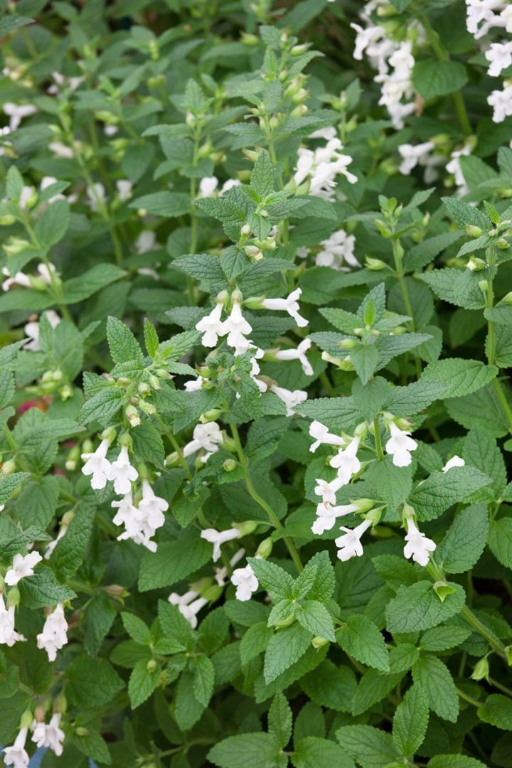 Melittis melissophyllum 'Alba', Wei&szlig;er Honigklee, ca. 9x9 cm Topf - Bild 1