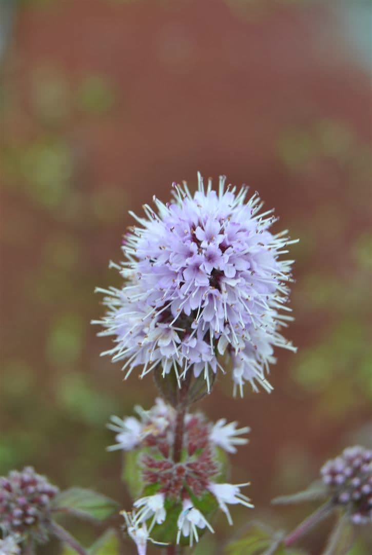 Mentha aquatica, Wasserminze, ca. 9x9 cm Topf, aromatisch - Bild 1