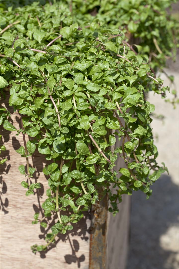 Mentha requienii, Korsische Minze, ca. 9x9 cm Topf, aromatisch - Bild 1