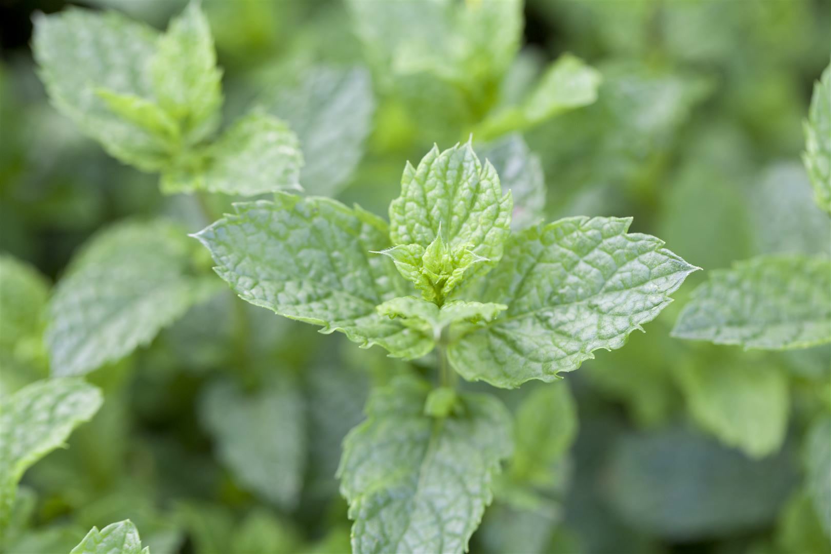 Mentha spicata 'Maroccan', Gr&uuml;ne Minze, aromatisch, ca. 9x9 cm Topf - Bild 1
