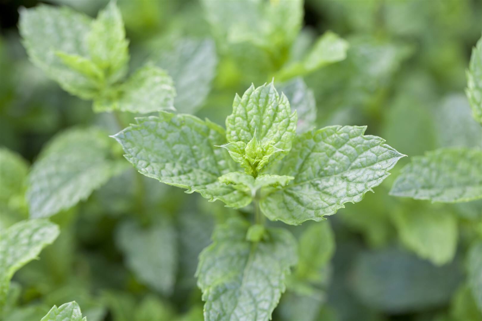 Mentha spicata ‚Maroccan‘, Grüne Minze, aromatisch, ca. 9×9 cm Topf | 04063654258681